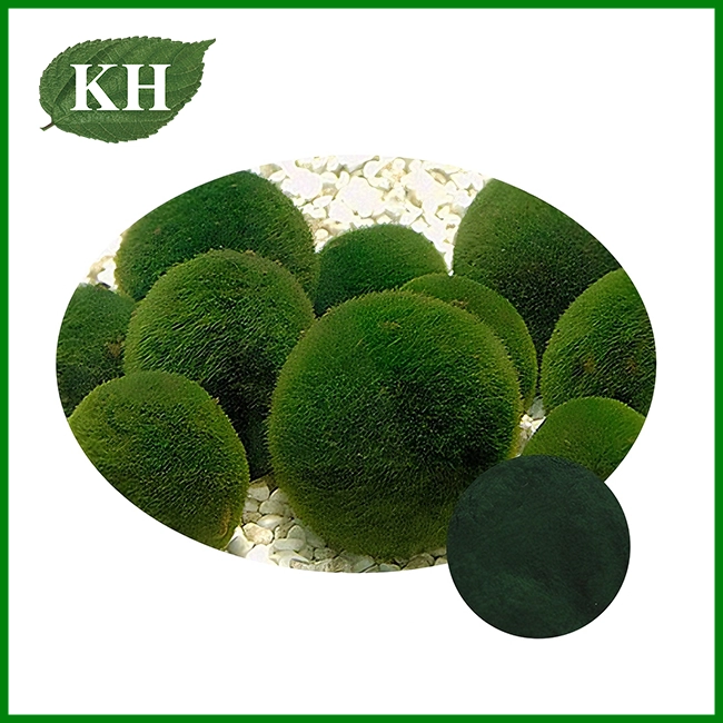 Chlorella Extract Chlorella Extract